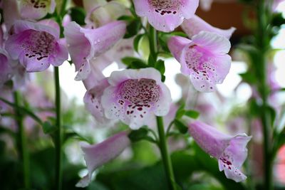 Close-up of pink flowering plant