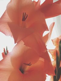 Close-up low angle view of flowers