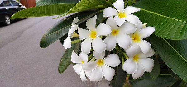 Close-up of white flowering plant