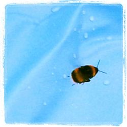 Close-up of insect on wall