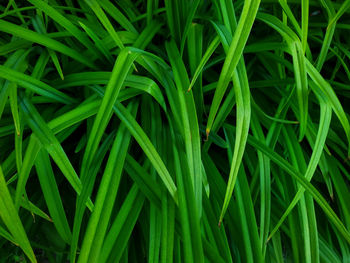 Full frame shot of green grass. botanical background