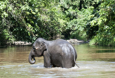 Side view of elephant in water