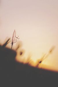 Close-up of flowering plant against sky during sunset