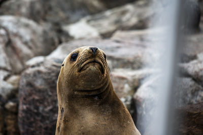 Close-up of sea lion