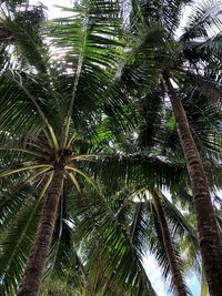 Low angle view of coconut palm tree