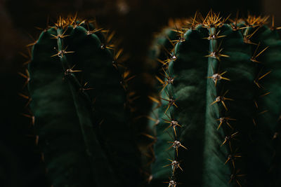 Close-up of cactus plant