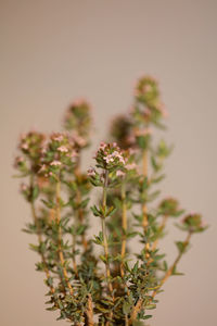 Close-up of flowering plant against white background