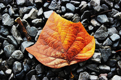 Close-up of autumn leaves