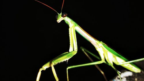 Close-up of insect on leaf against black background