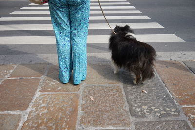 Dog on zebra crossing