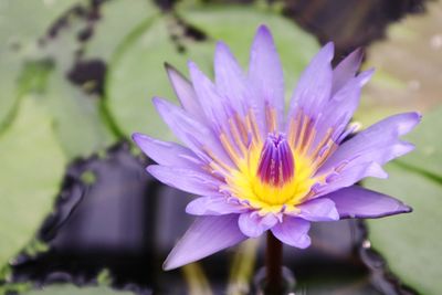 Close-up of purple crocus flower