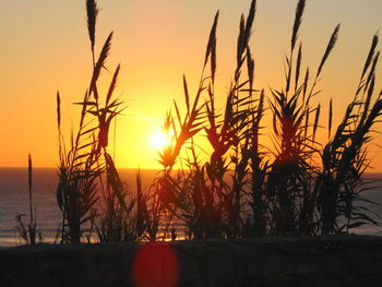 Silhouette plants against sea during sunset