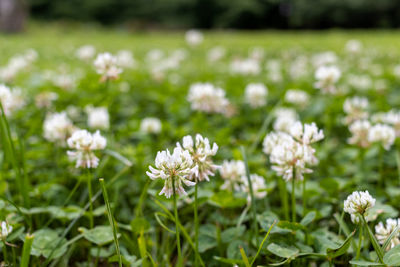 Close-up of white flowering plants on field