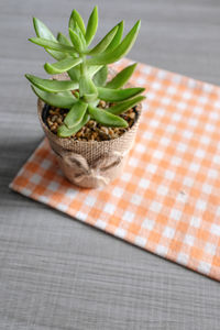 High angle view of potted plant on table