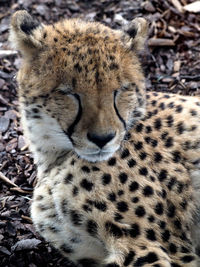 Close-up of a cat lying on ground