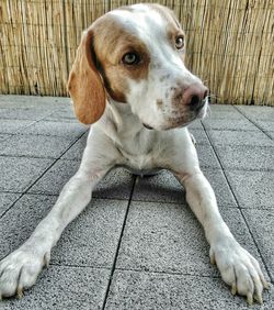 Close-up of dog sitting outdoors