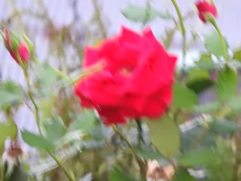 Close-up of red hibiscus blooming outdoors