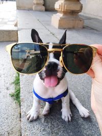 Cropped image of hand holding sunglasses in front of dog eye