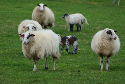 Sheeps and lambs