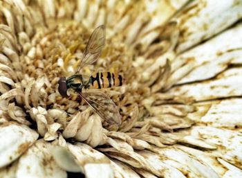 Close-up of plant against blurred background