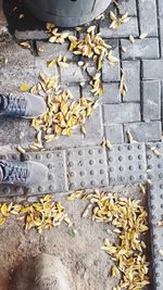 High angle view of fallen leaves on footpath