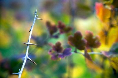 Close-up of plant against blurred background