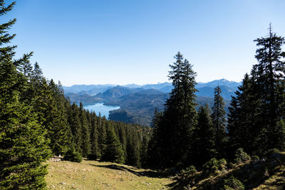 Scenic view of pine trees against clear blue sky