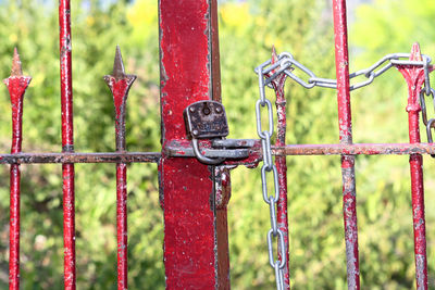 Close-up of monkey on metal fence