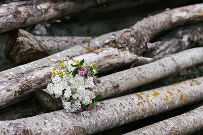 Close-up of flowering plants on log