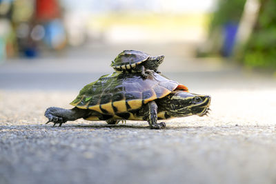 Close up of a turtle on the road