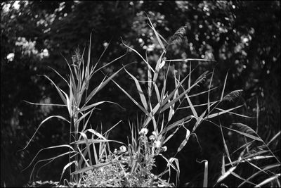 Close-up of plants growing on field
