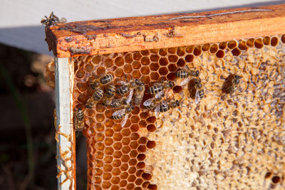 Close-up of bee on field