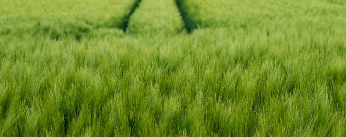 Full frame shot of corn field