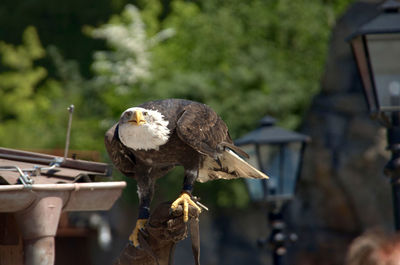 Close-up of owl perching outdoors