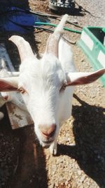 Close-up portrait of goat