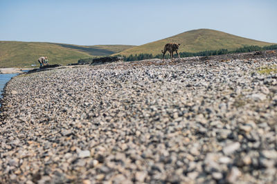 View of a horse walking on land