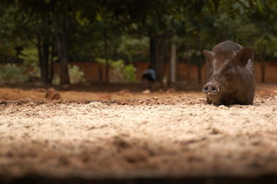 Wild boar standing on field