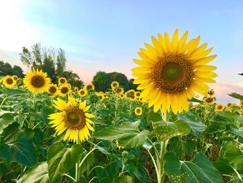 Sunflowers blooming on field against sky