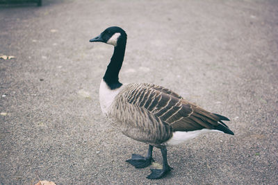 Close-up of bird