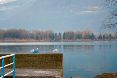 Swans on lake against sky