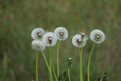 Close-up of flowers growing outdoors