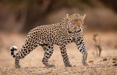 Leopard standing on field