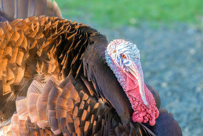 Close-up of pelican