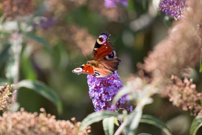 High angle view of butterfly on flowers