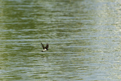 Bird flying over lake