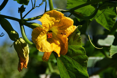 Close-up of bee pollinating on yellow flower