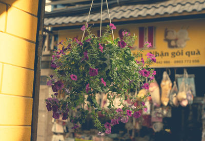 Close-up of pink flowering plants hanging on building