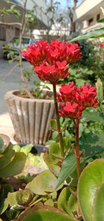 Close-up of red flowering plant