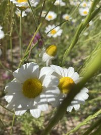 Close-up of white flower