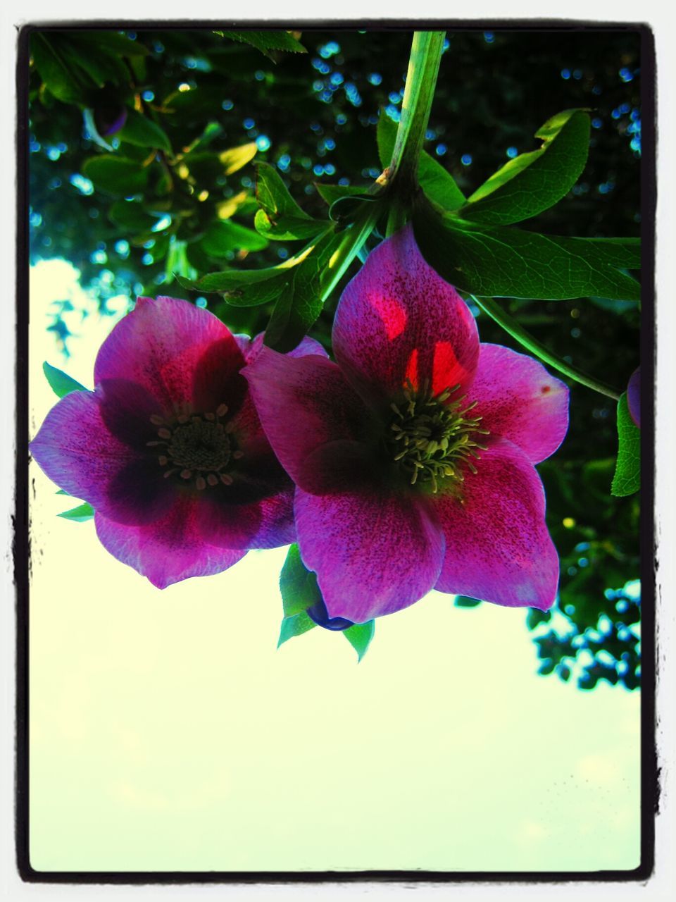 flower, freshness, petal, transfer print, fragility, growth, flower head, beauty in nature, pink color, leaf, close-up, nature, auto post production filter, plant, blooming, in bloom, focus on foreground, blossom, pollen, stamen